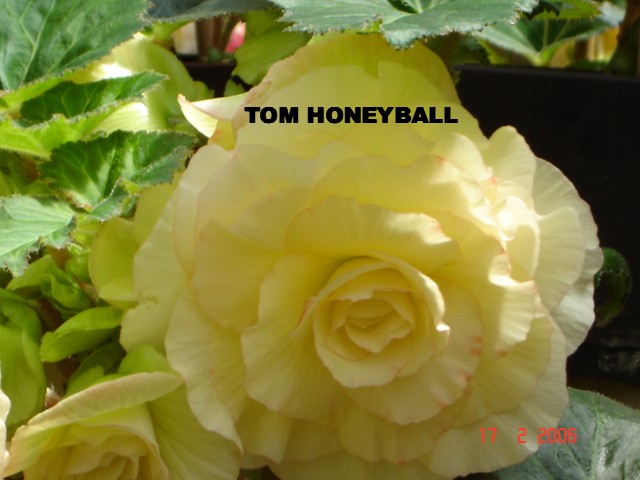 B. ‘Tom Honeyball’